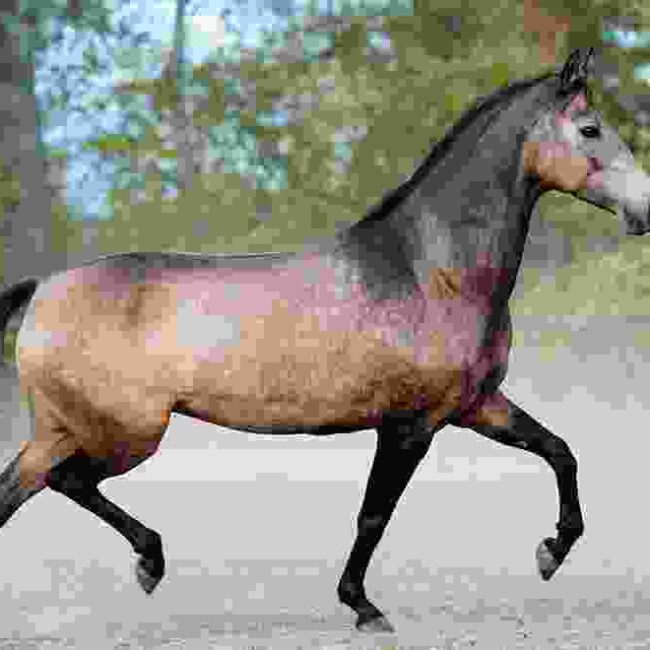 Barry Horse