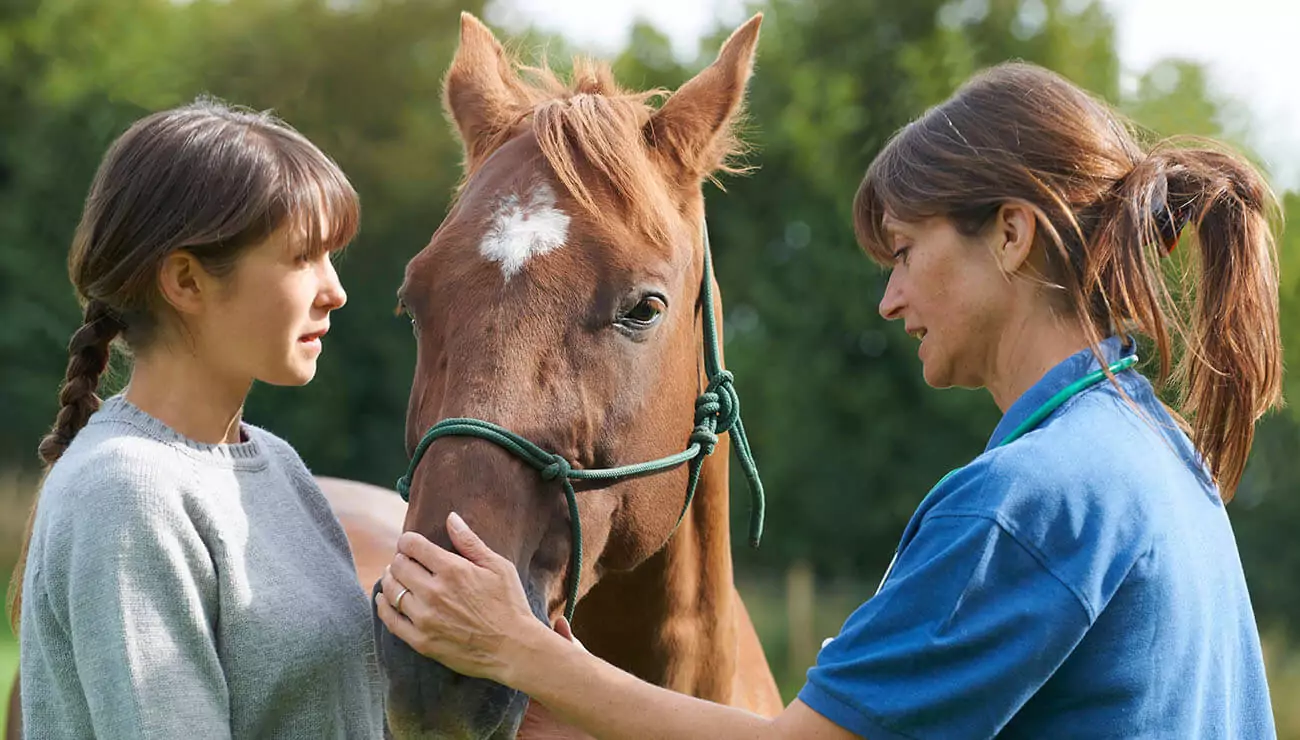 All kinds of horse hacking all over the UAE